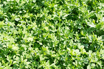 background of clover