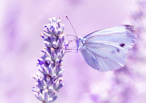 Gentle butterfly on lavender flower