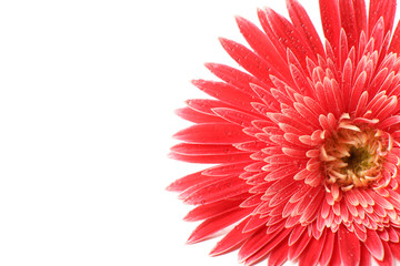 Beautiful gerbera with drops isolated on white