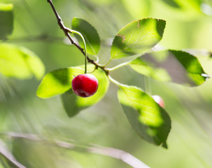 ripe cherries on the tree
