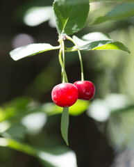 ripe cherries on the tree