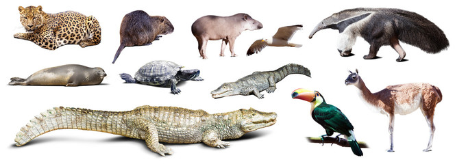 Set of  spectacled caiman and other animals of South America