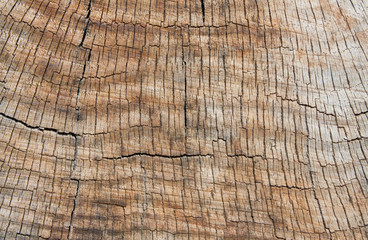 Wooden Texture