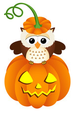 Owl in halloween pumpkin