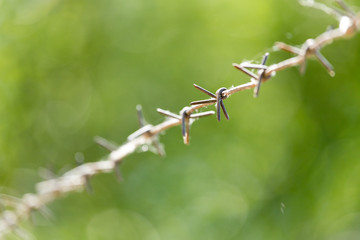 barbed wire fence