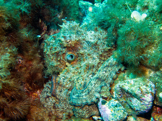 octopus resting