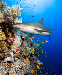 Obrazy na Szkle  Rafa koralowa z rekinem