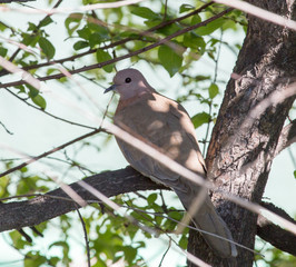 pigeon on nature