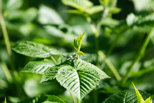 green leaves raspberry in nature