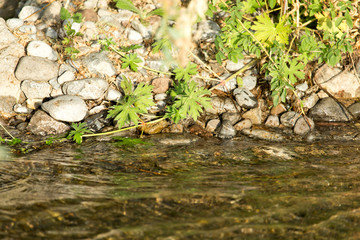 stones in the mountain river