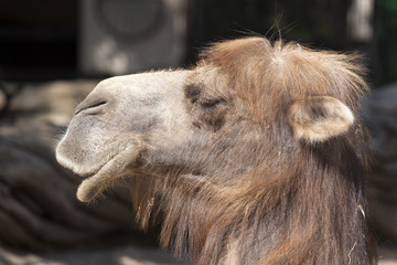 Camel head