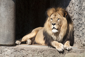 Fototapeta premium Male lion in zoo artis , Amsterdam