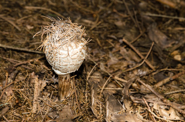 parasol mushroom
