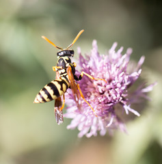 wasp on nature. macro