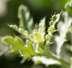 plant with thorns. close-up