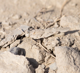 grasshopper in nature. macro
