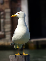 Möwe, Larus fuscus, Heringsmöwe lauert auf Touristen