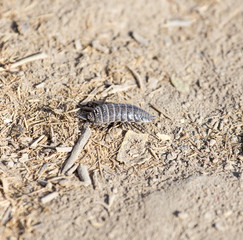 woodlouse beetle in nature. macro