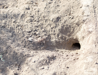 hole insect. close-up