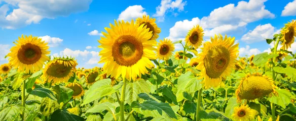 Fotobehang Zonnebloem Sunflowers  © denis_333
