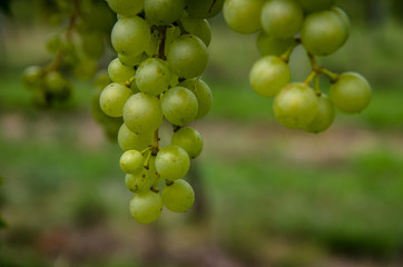detail of green grapes
