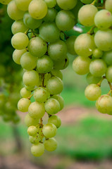 detail of green grapes