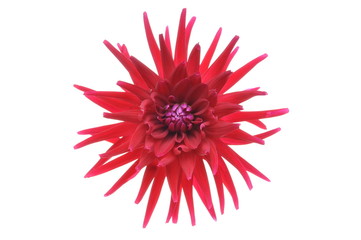 Single red Dahlia flower head isolated on white background