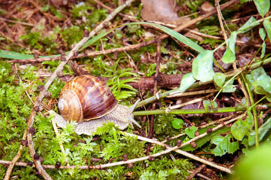 snail