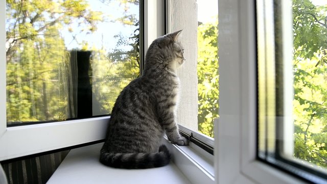 cat looking out the window