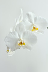 Festive white orchids