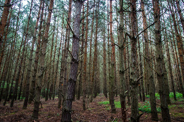 Obraz premium forrest