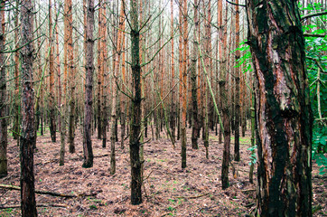 Obraz premium forrest