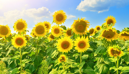 Obraz premium Sunflowers