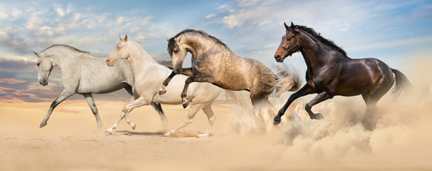Fototapeta na wymiar Group of horse run gallop