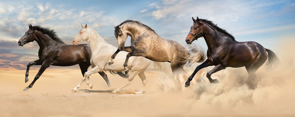 Group of horse run gallop