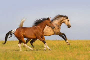 Fototapeta na wymiar Two horse run gallop