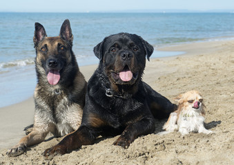 three dogs on the beach