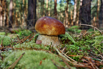 Boletus edulis