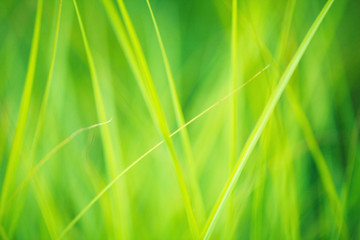 abstract grass selective focus