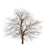 dead tree isolated