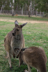 [Australien - South Australia] Adelaide Känguru Park