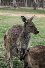 Naklejka na ściany i meble [Australien - South Australia] Adelaide Känguru Park