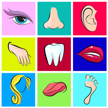 set of vector icons Human body parts