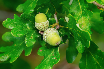 Oak branch with two green acorns