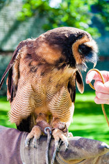 Close up portrait of brown wood Owl sitting on falconer glove