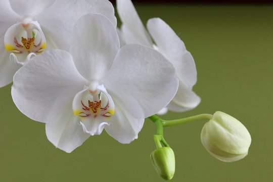 Orchid - Phalaenopsis
