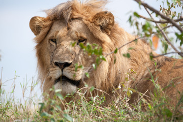 lion