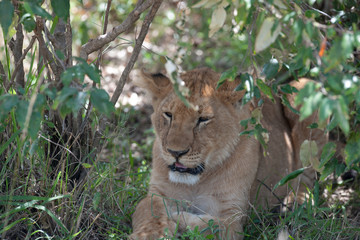 lion