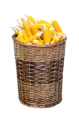 ripe corn in basket, isolated