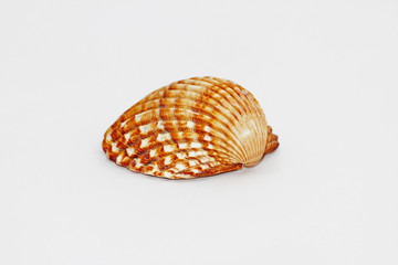 Brown serrated sea shells